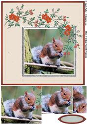 Squirill 8 X8 Card Kit