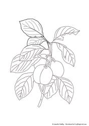 Plums Digital Stamp