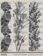 Greyscale Floral Borders 2