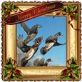 Christmas Ducks