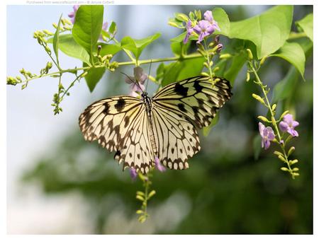 Rice Paper Butterfly