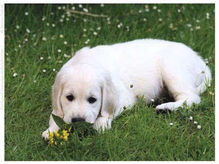 Golden Retriever Puppy
