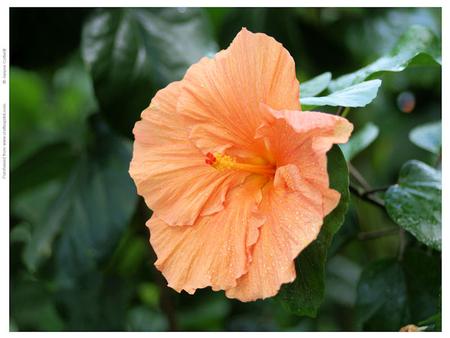 Orange Hibiscus