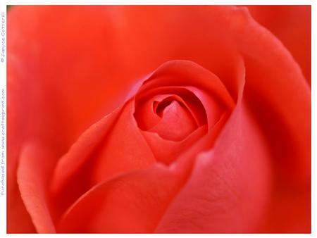 Heart of the Rose