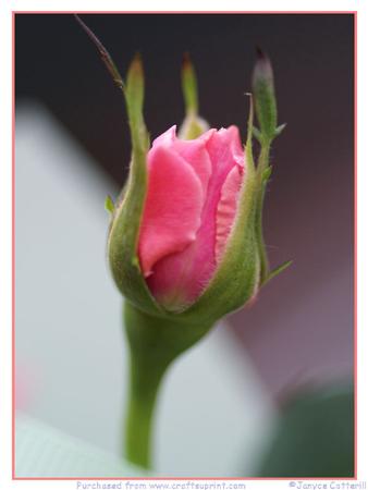 Pink Rosebud