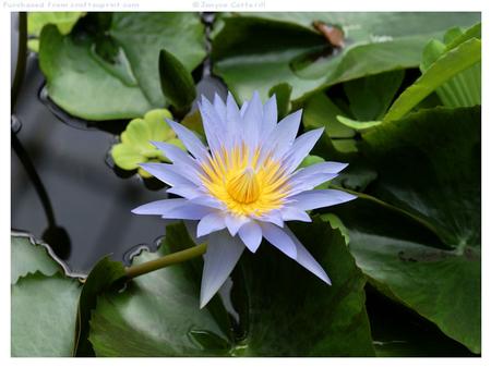 Water Lily