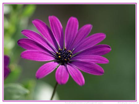 Purple Daisy 1