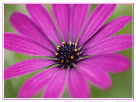 Purple Daisy 3