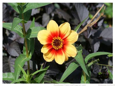 Vivid Yellow & Red Flower