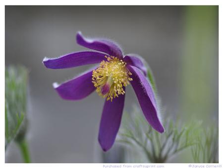 Purple Flower, Pulsatilla