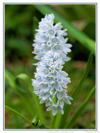 Striped Squill Blooms 1