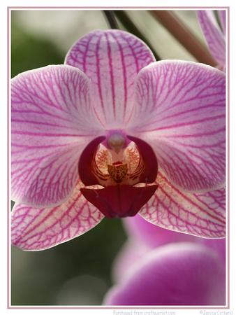 Pink Orchid
