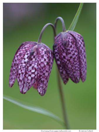 Snake's Head Fritillary