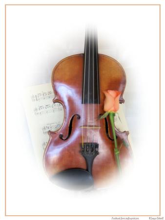 Violin and Peach Rose