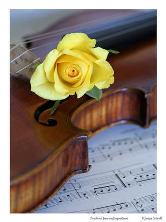 Old Violin and Yellow Rose
