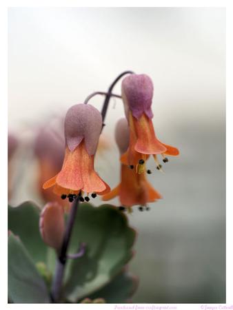 Pretty Bell Shaped Flowers