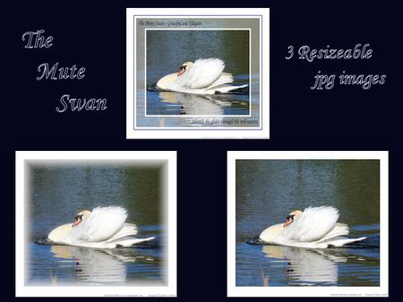 The Mute Swan