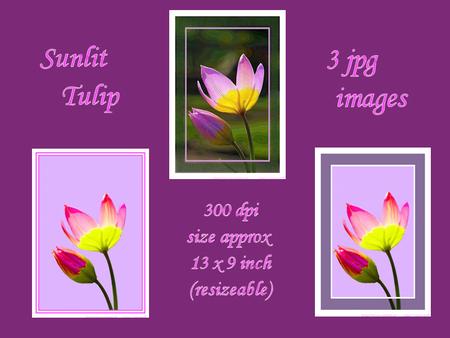 Sunlit Tulip