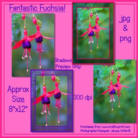 Fantastic Fuchsia!