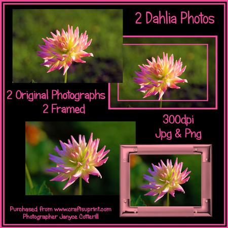 Dahlia Photographs