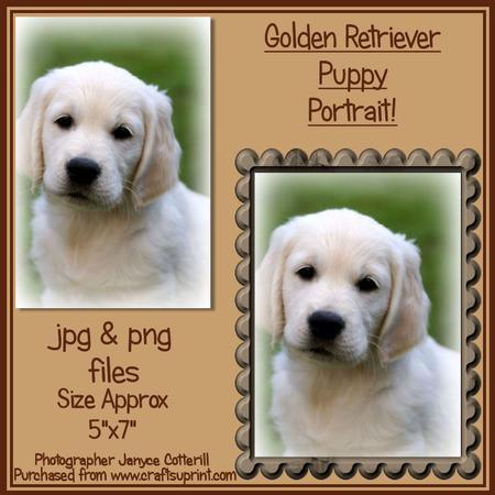 Golden Retriever Puppy Portrait!