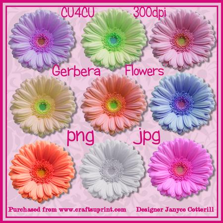 Gerbera Flowers Cu4cu