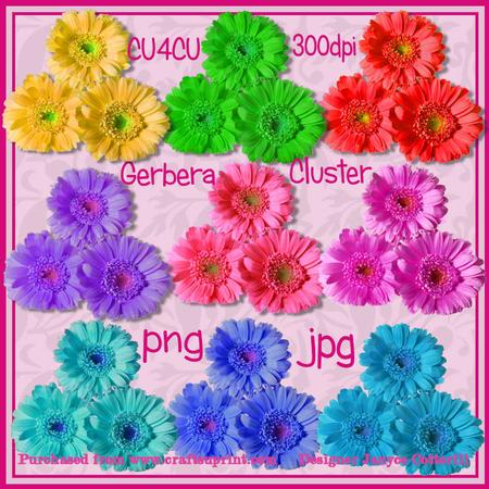 Gerbera Clusters Cu4cu