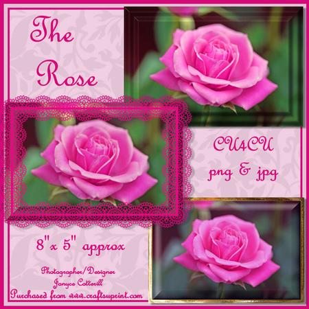 The Rose Cu4cu