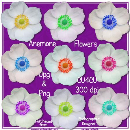 Pretty Anemone Flowers Cu4cu