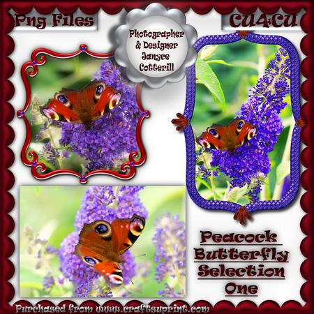 Peacock Butterfly Selection One Cu4cu
