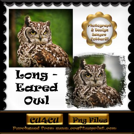 Long-eared Owl Photographs Cu4cu