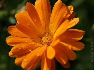 Marigold Flower