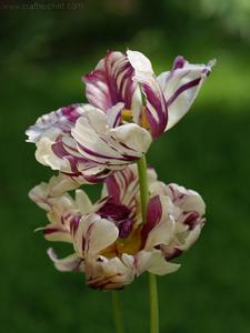 Two Tulips