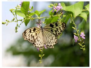 Rice Paper Butterfly