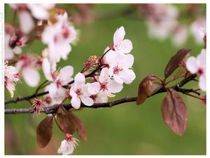 Spring Cherry Blossom
