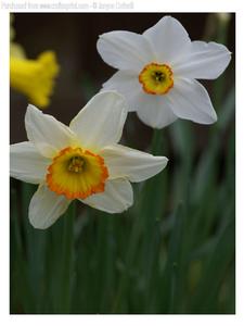 Two Daffodils