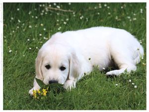 Golden Retriever Puppy