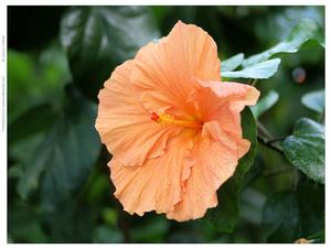 Orange Hibiscus
