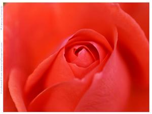 Heart of the Rose