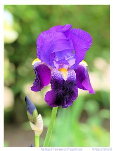 Iris