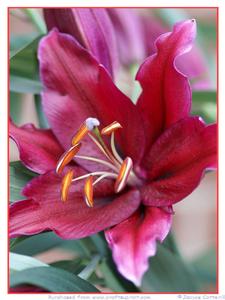 Lily