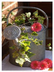 The Old Watering Can