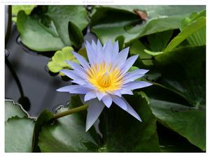 Water Lily