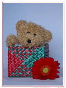 Teddy in Basket 1