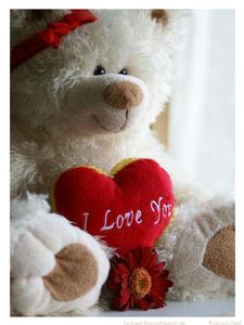 I Love You Teddy Bear!