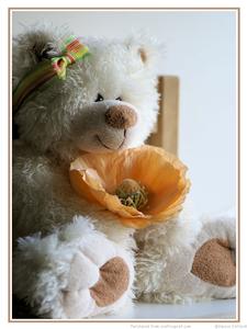 Poppy Teddy Bear