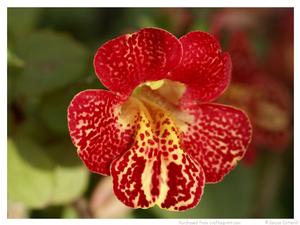 Mottled Red Flower