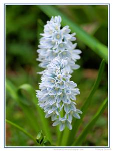 Striped Squill Blooms 1