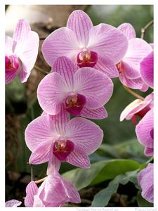 Cascading Orchids