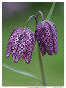 Snake's Head Fritillary